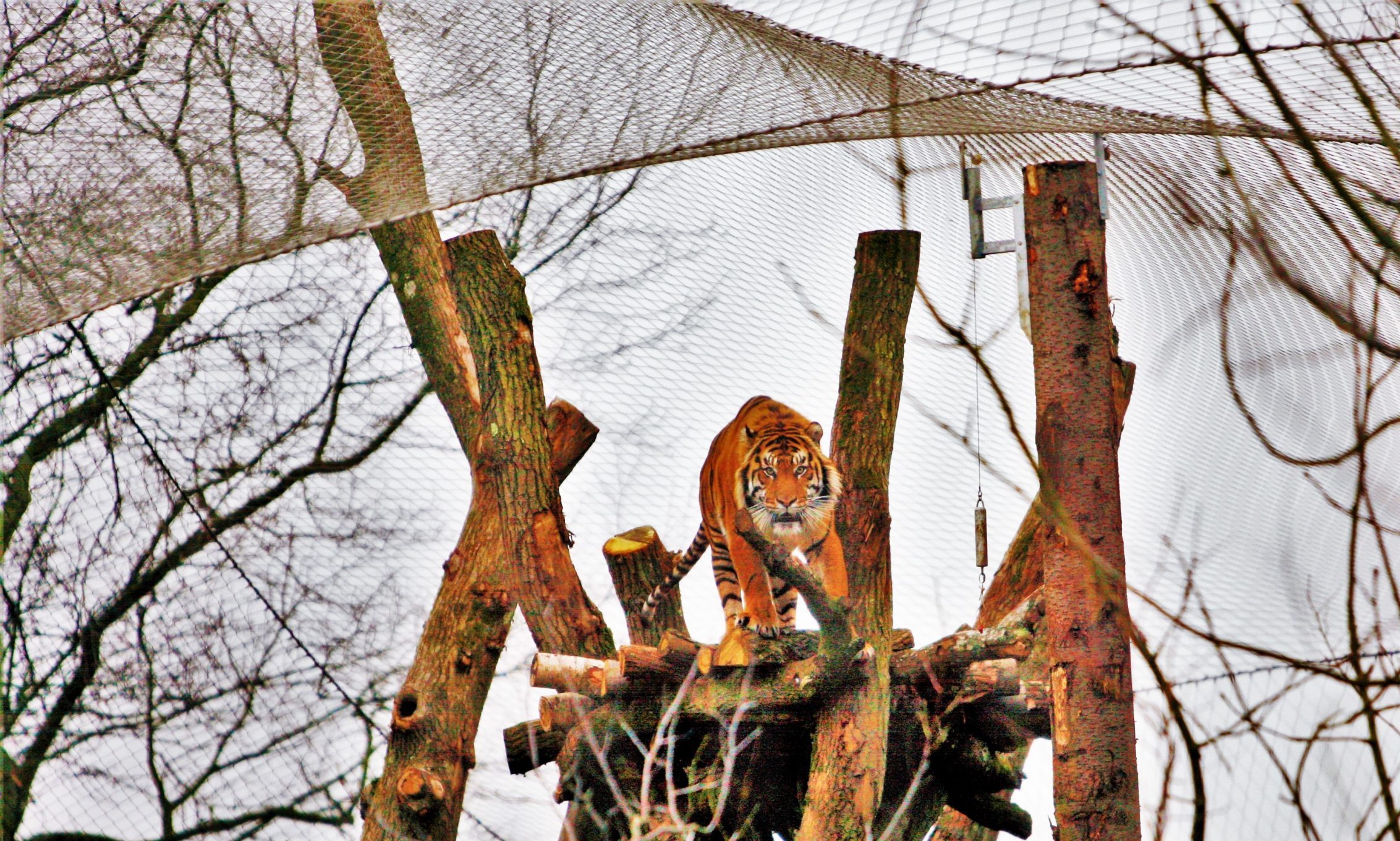 Indoor Tiger Enclosures